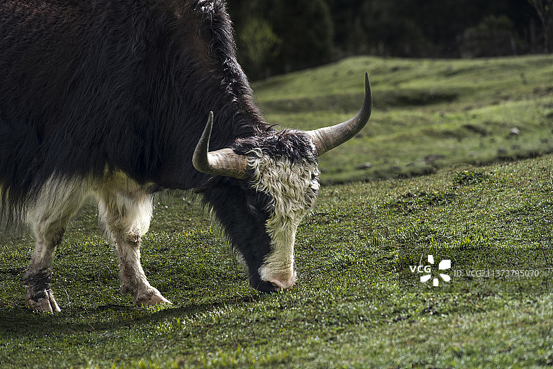 吾行吾素图片素材