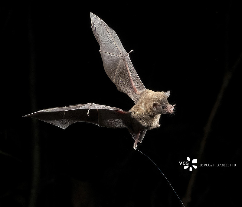 长舌果蝠图片素材