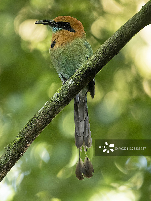 阔嘴翠鴗图片素材