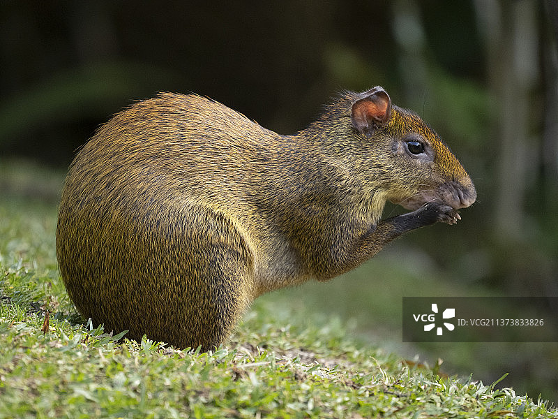 刺豚鼠图片素材