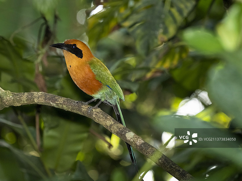 棕色翠鴗图片素材