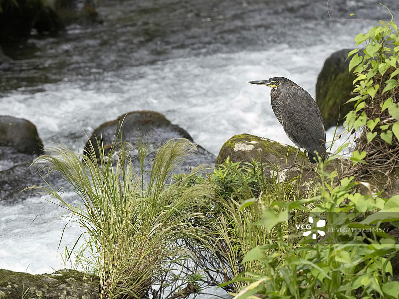 裸喉虎鹭图片素材
