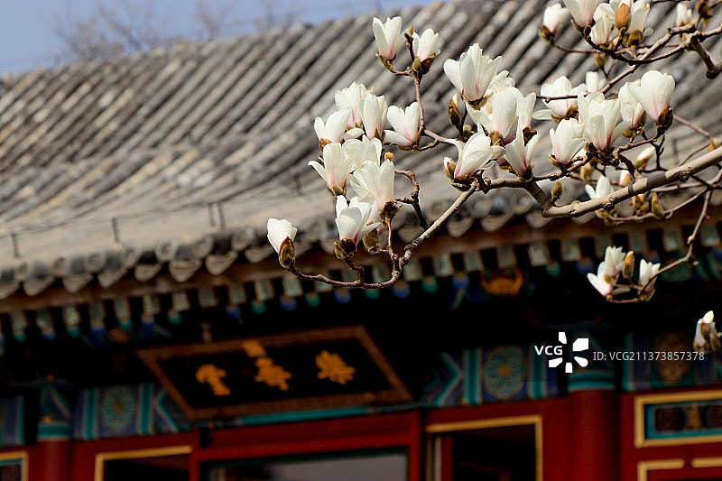 初春颐和园之乐寿堂玉兰花开图片素材
