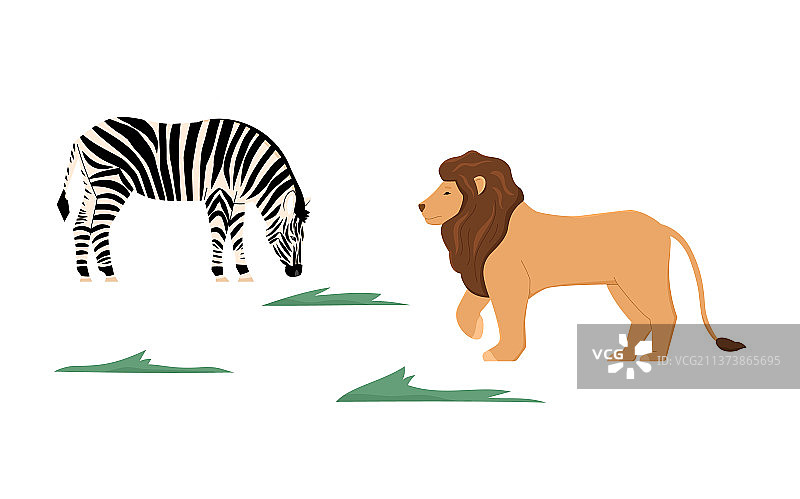 狮子和斑马在草地上行走图片素材