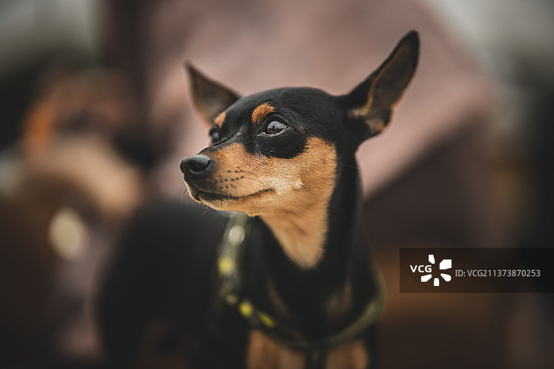 吉娃娃图片素材