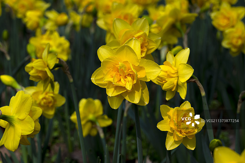武汉植物园重瓣郁金香图片素材
