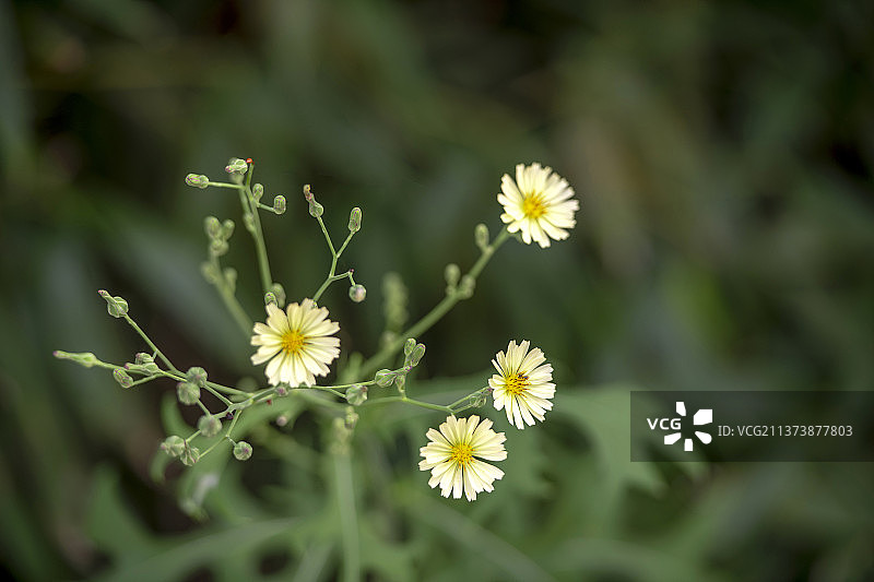 苦荬菜特写图片素材