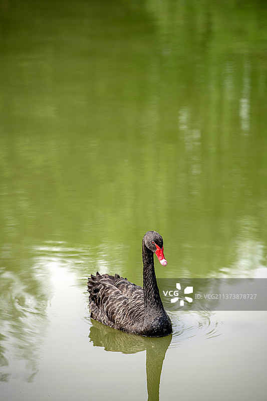在水面上游动的黑天鹅特写图片素材