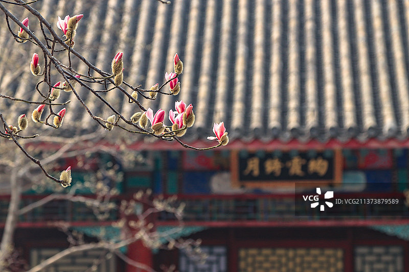 初春颐和园之畅观堂玉兰花开图片素材