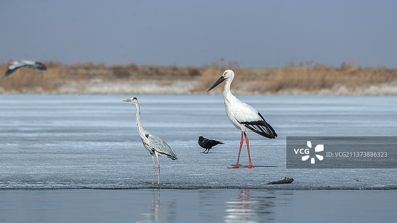 东方白鹳图片素材