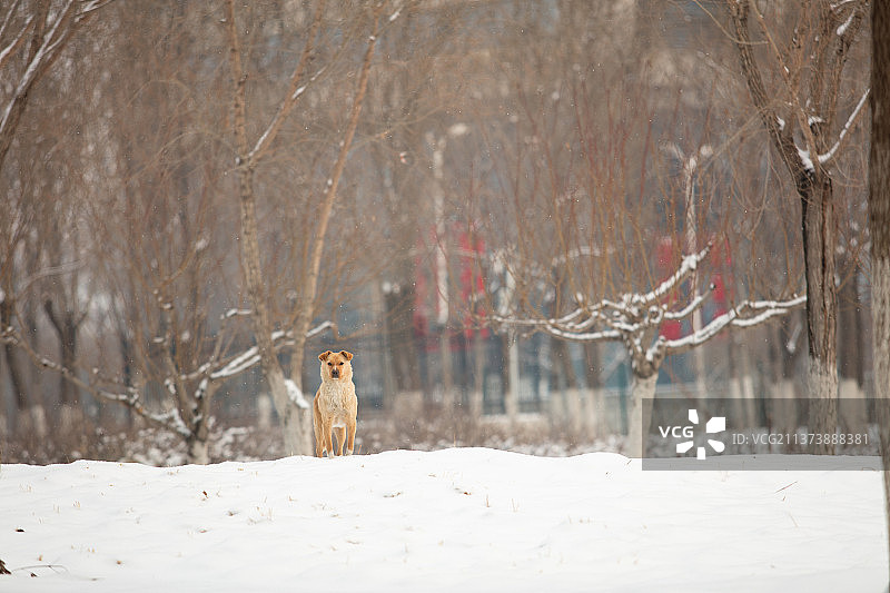 冬季户外雪地里一条黄狗图片素材