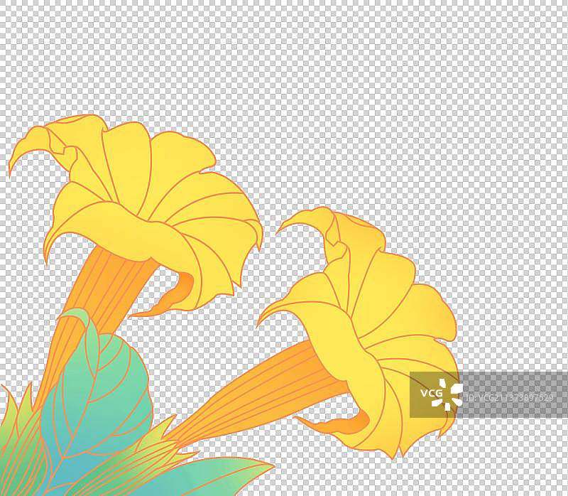 花卉园艺插画线元素，开花植物园林花园，大花，线，花蕾外形图，植物学，园艺，小清新花朵图片素材