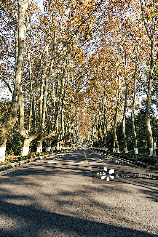 陵园路的梧桐树图片素材