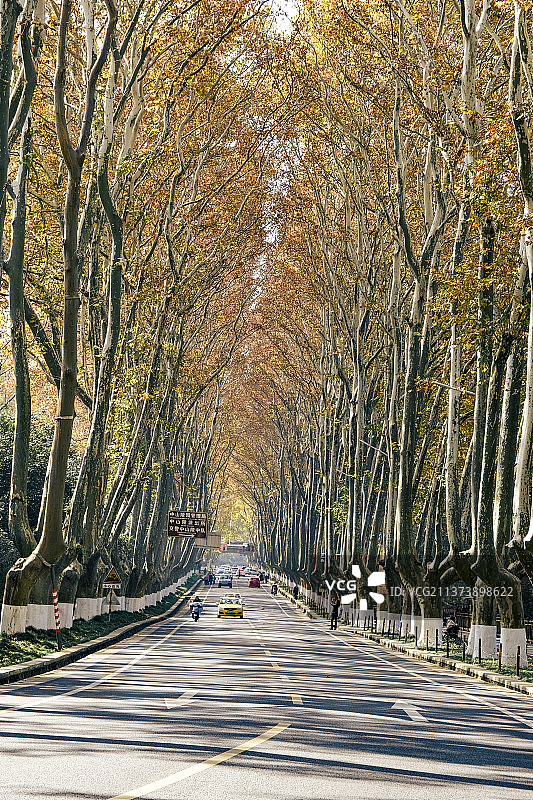 陵园路的梧桐树图片素材