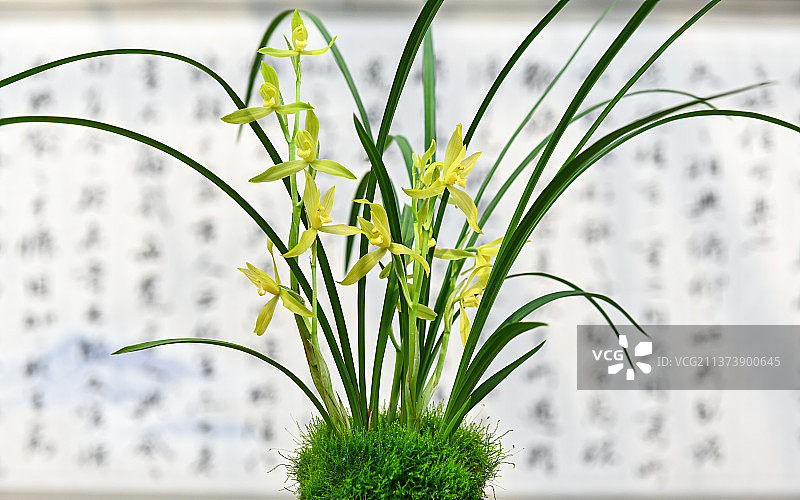 春剑西蜀道光图片素材