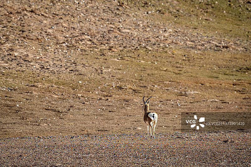 三江源国家公园 野生动物图片素材