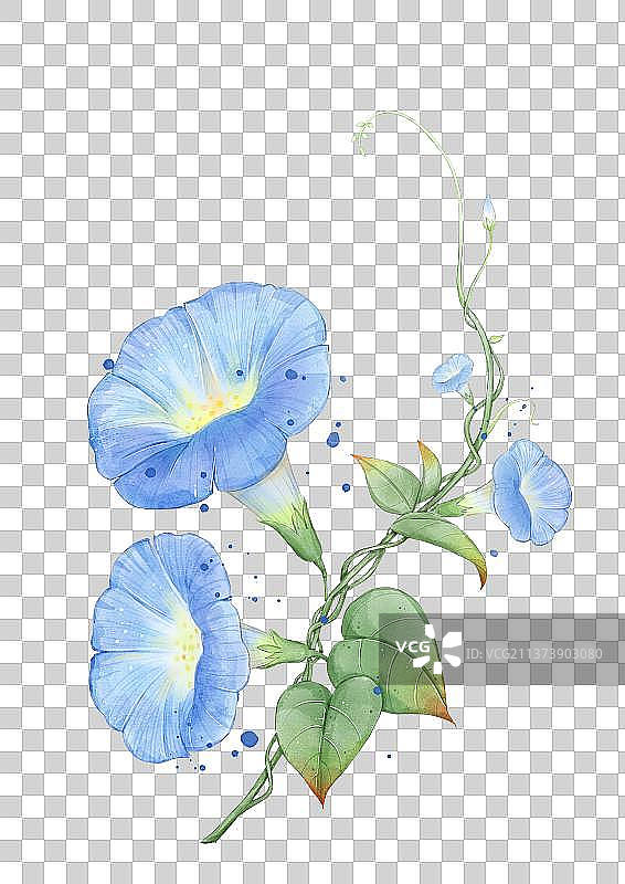 春日里的蓝色牵牛花图片素材