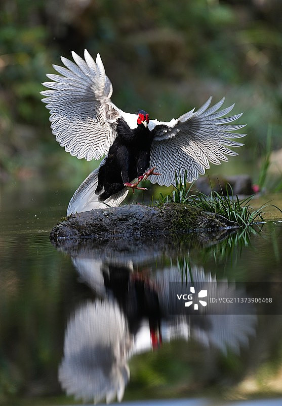 林中仙子一一白鹇图片素材