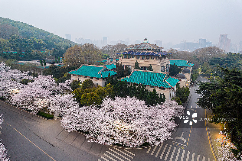 武大樱花图片素材