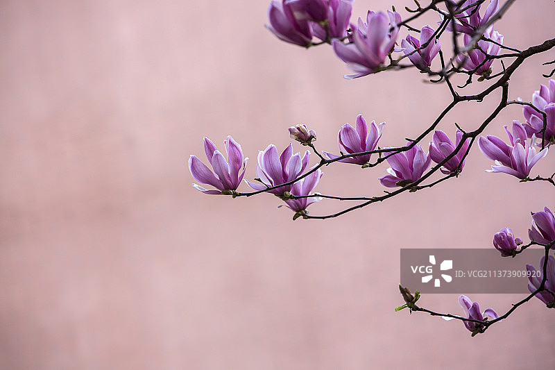 辛夷（紫玉兰）图片素材