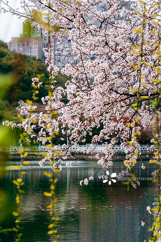 长沙·望月公园图片素材