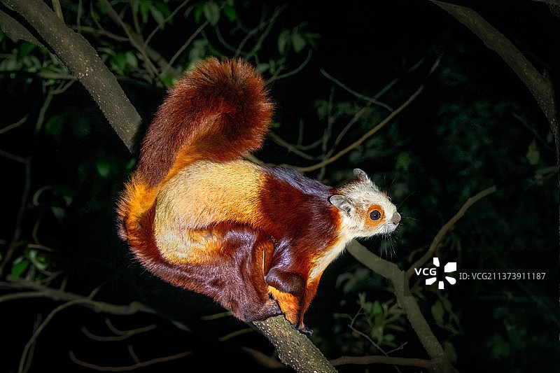 红白鼯鼠图片素材