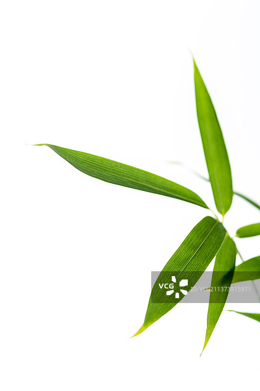 竹子叶特写白色背景素材图片素材