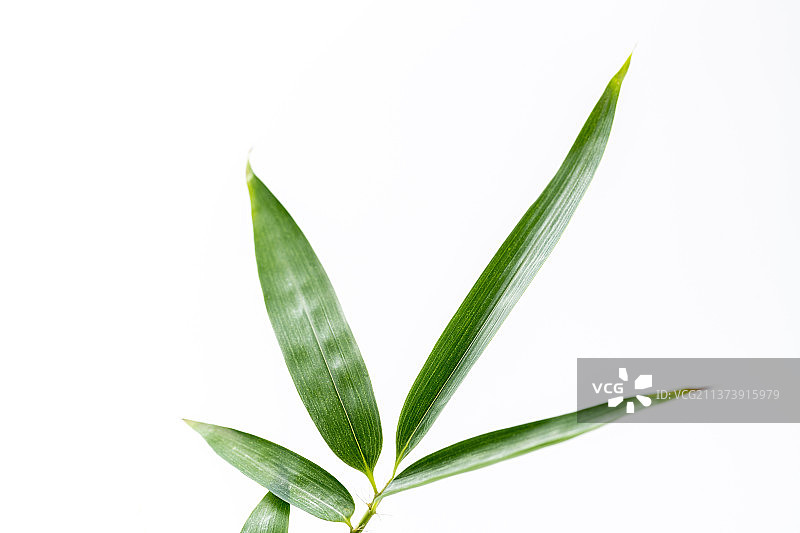 竹子叶特写白色背景素材图片素材