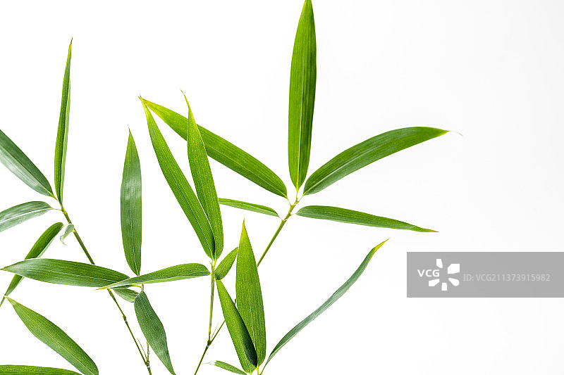 竹子叶特写白色背景素材图片素材