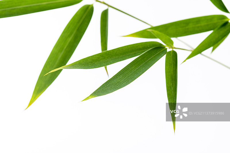竹子叶特写白色背景素材图片素材