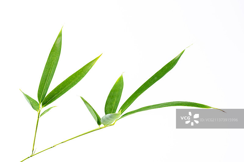 竹子叶特写白色背景素材图片素材