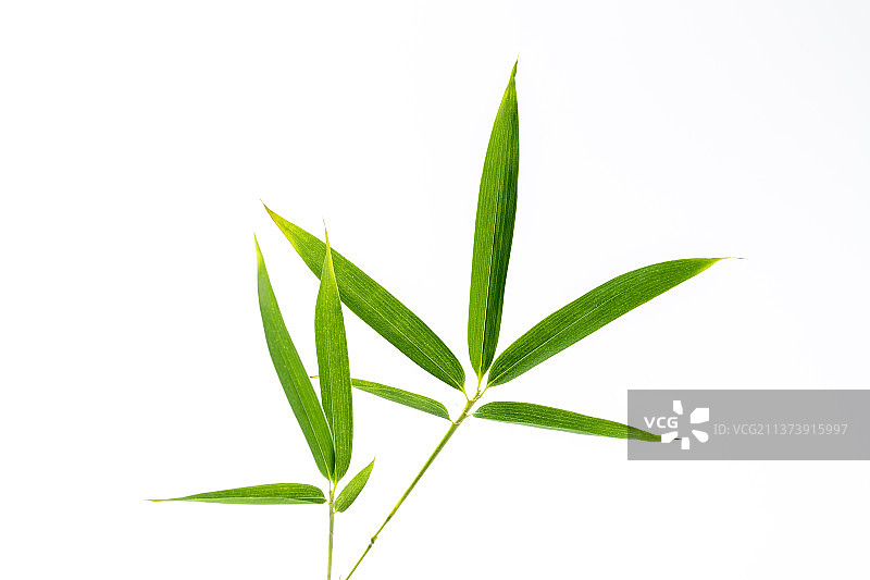 竹子叶特写白色背景素材图片素材