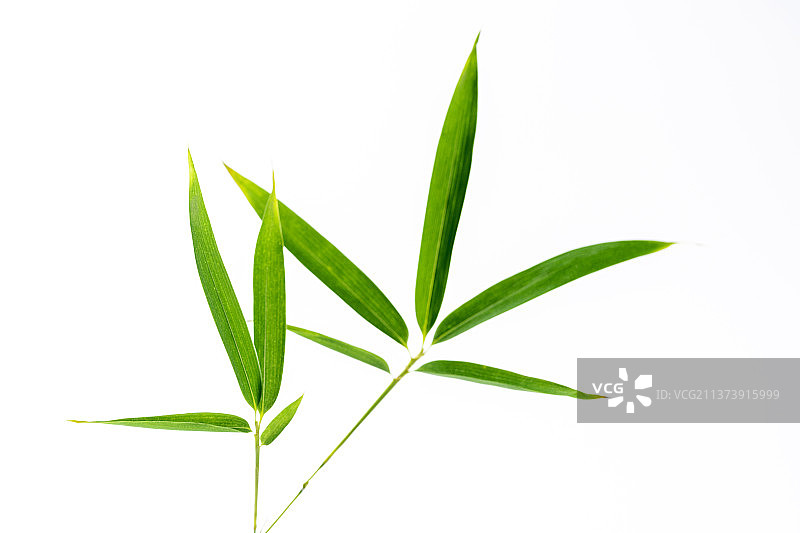 竹子叶特写白色背景素材图片素材