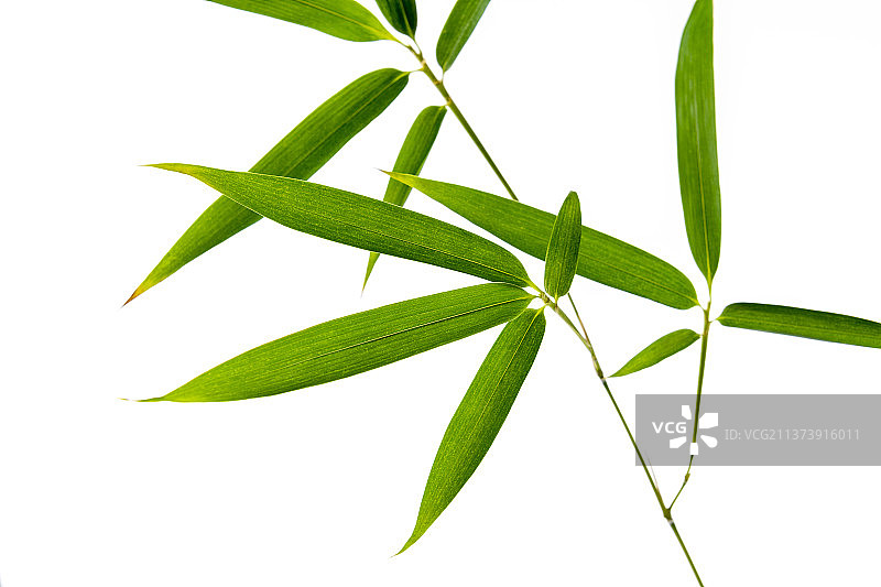 竹子叶特写白色背景素材图片素材