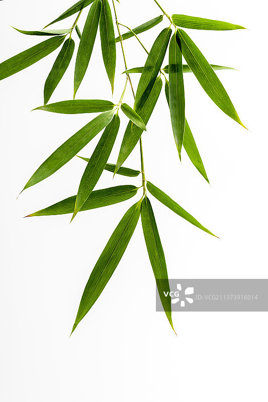 竹子叶特写白色背景素材图片素材