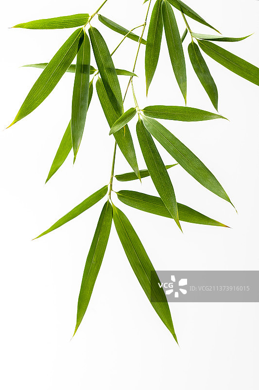 竹子叶特写白色背景素材图片素材