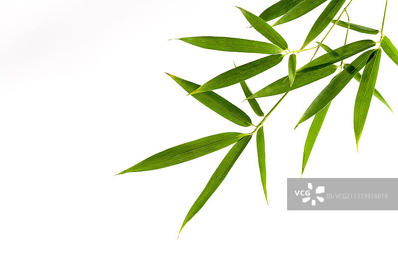 竹子叶特写白色背景素材图片素材