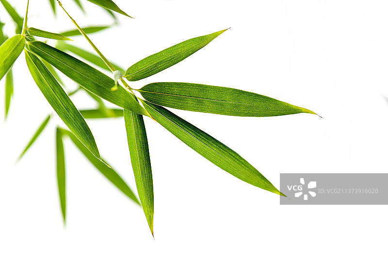 竹子叶特写白色背景素材图片素材