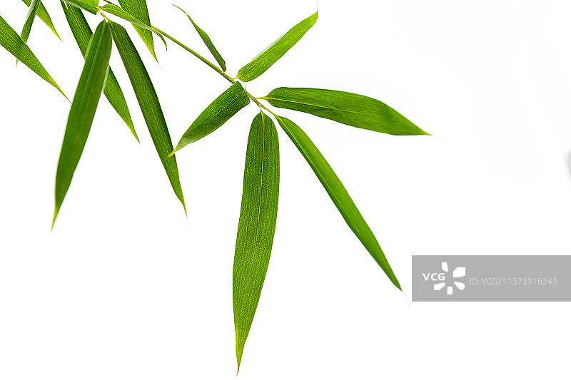 竹子叶特写白色背景素材图片素材