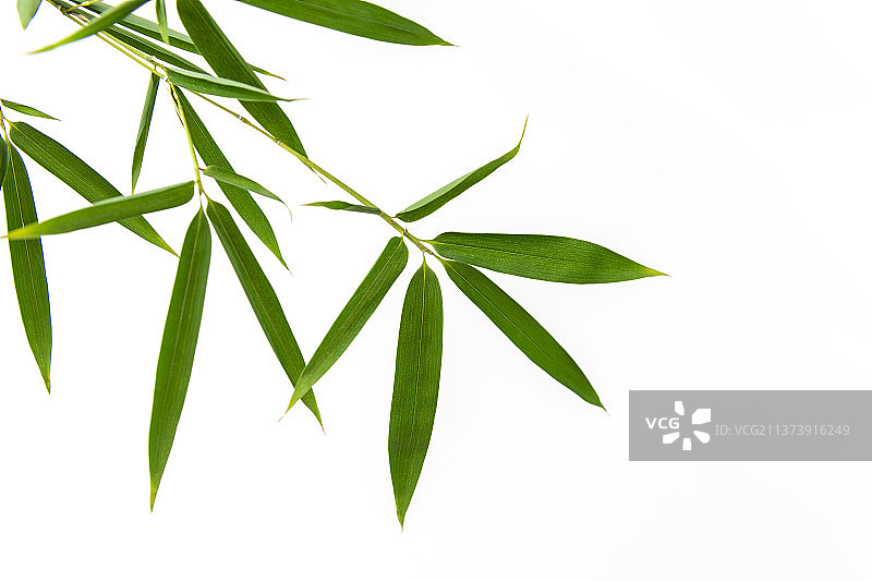 竹子叶特写白色背景素材图片素材
