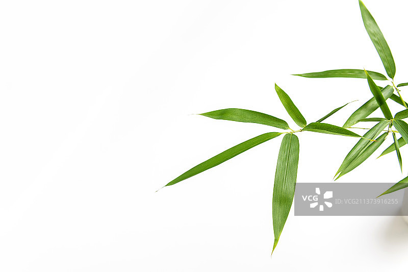 竹子叶特写白色背景素材图片素材