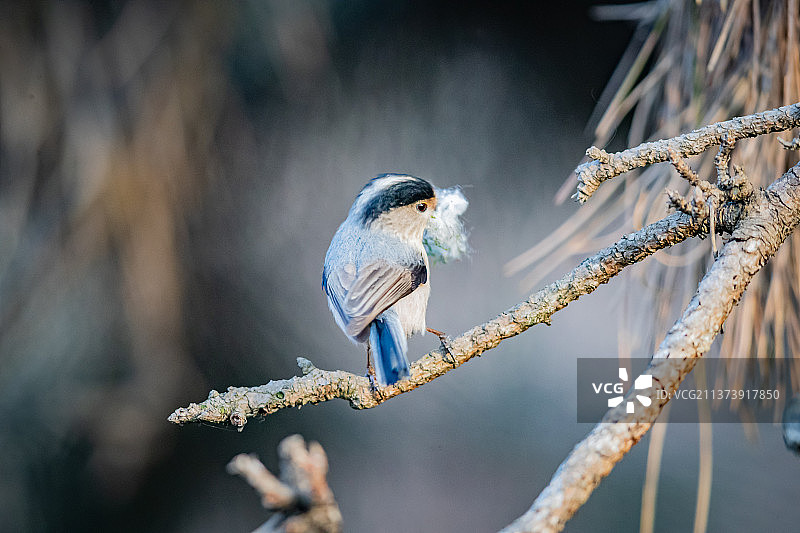 银喉长尾山雀Silver-throated Bushtit图片素材