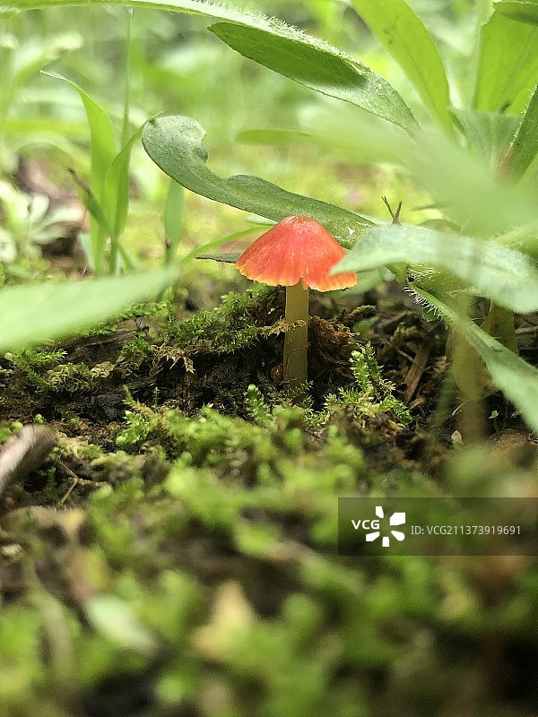 野生木耳菇特写镜头图片素材