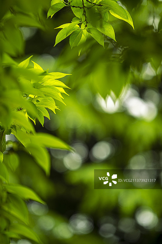 春花 花 夕阳 落日 户外 郁金香 春天图片素材