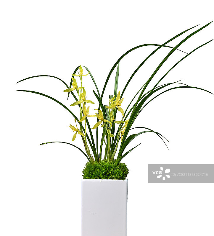 春剑西蜀道光图片素材