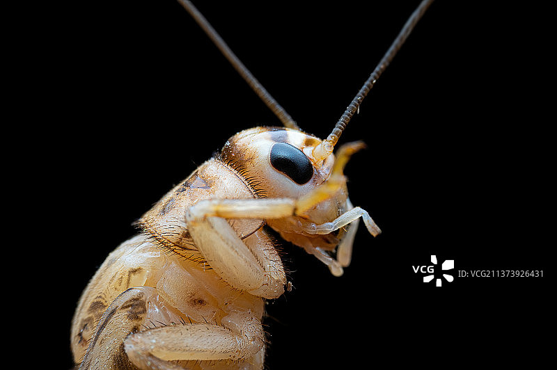 蟋蟀图片素材