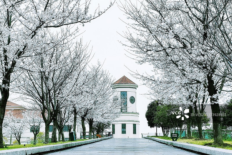 樱花季节图片素材