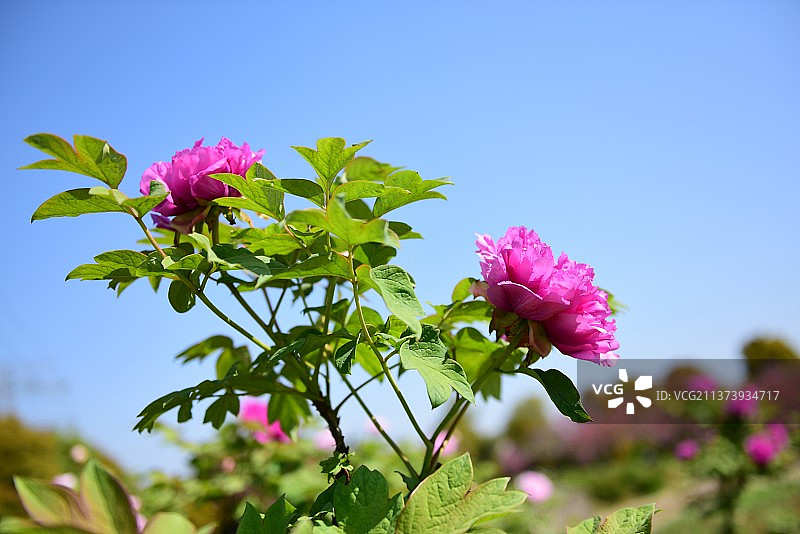 牡丹花-1图片素材