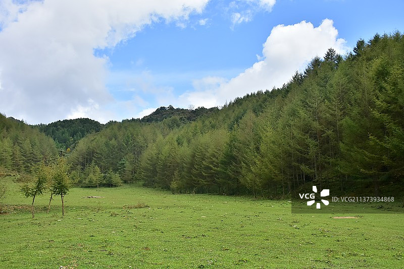 夏季的曾家山森林公园图片素材