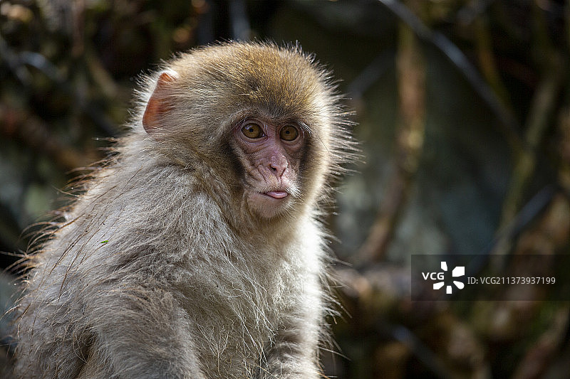 雪猴特写：日本猕猴望向远方图片素材